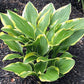 Lakeside Cranberry Relish Hosta Plants online shopping