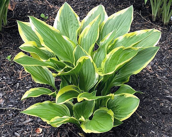 Lakeside Cranberry Relish Hosta Plants online shopping