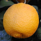 Volckamer Lemon Budwood citrus plant material online shopping