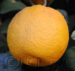 Volckamer Lemon Budwood citrus plant material online shopping