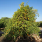 Borneo Red Rangpur Lime Budwood citrus plant material online shopping