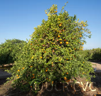 Borneo Red Rangpur Lime Budwood citrus plant material online shopping
