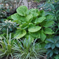 Love’s Purest Light Hosta Plants online shopping