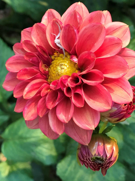 Ice Tea Dahlia