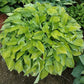 Gold Edger Hosta Plants online shopping