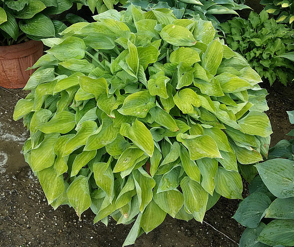 Gold Edger Hosta Plants online shopping