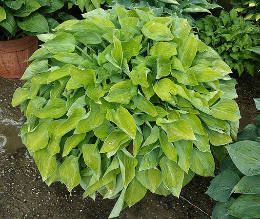 Gold Edger Hosta Plants online shopping