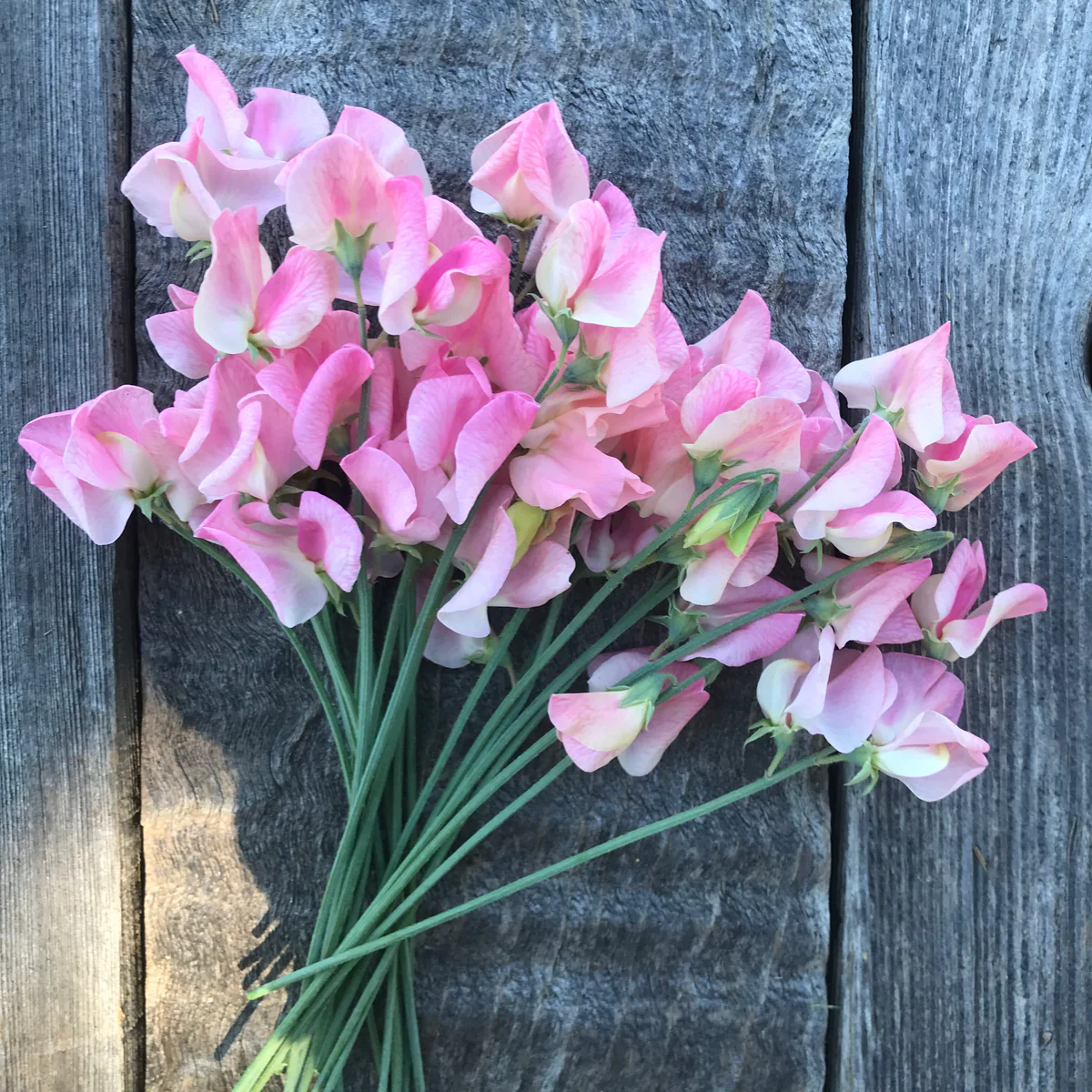 Rosay Sweet Pea seeds online shopping