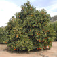 Rhode Red Valencia Orange Budwood citrus plant material online shopping