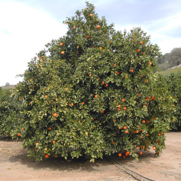 Rhode Red Valencia Orange Budwood citrus plant material online shopping