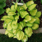 Volcano Island Hosta Plants online shopping