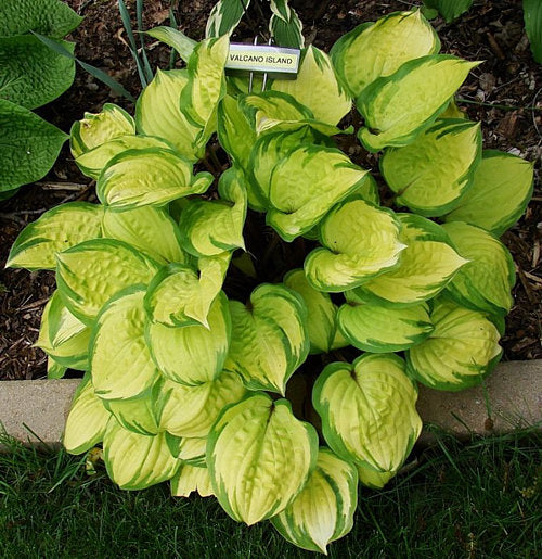 Volcano Island Hosta Plants online shopping