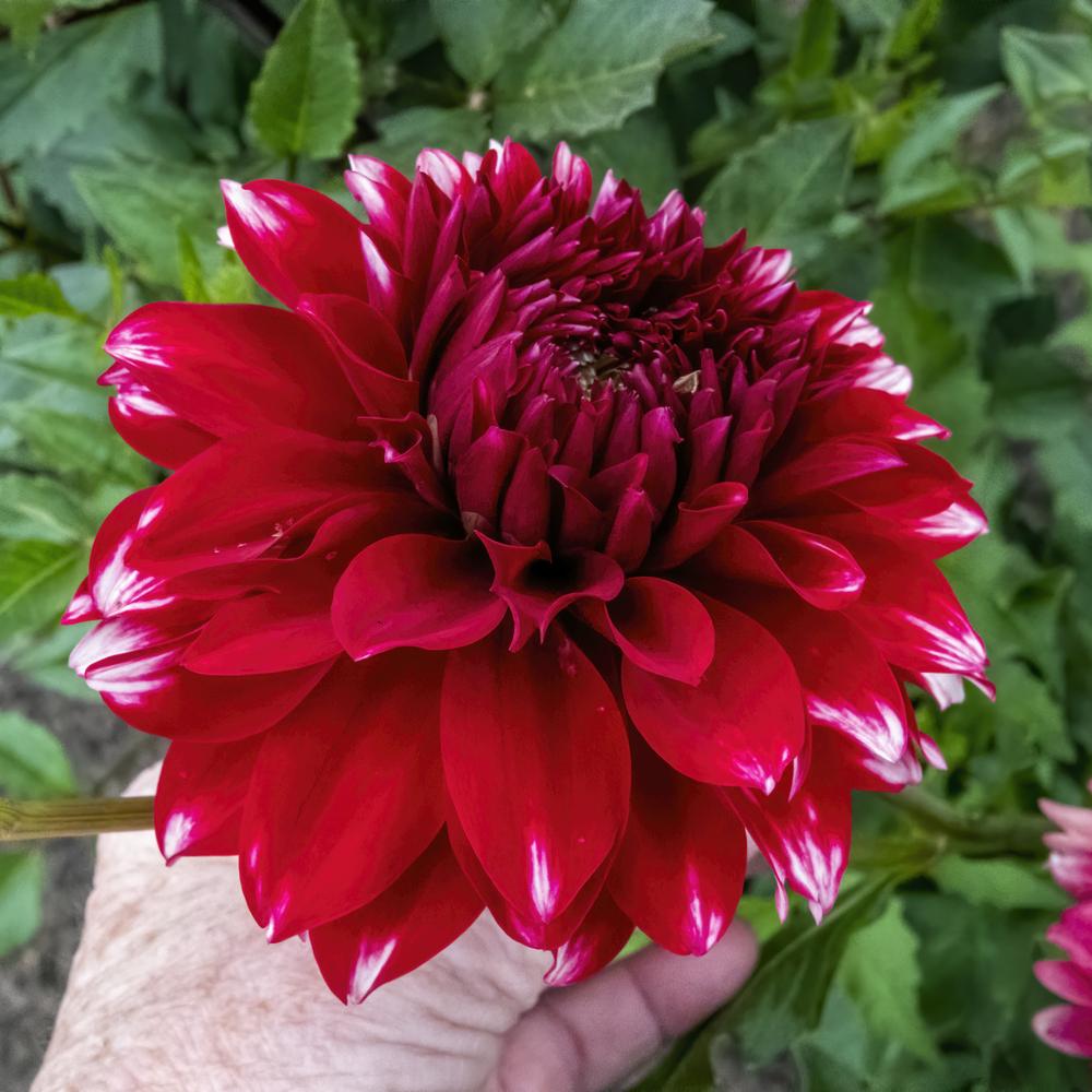 Patches Dahlia