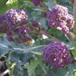 Santee F1 Organic Broccoli