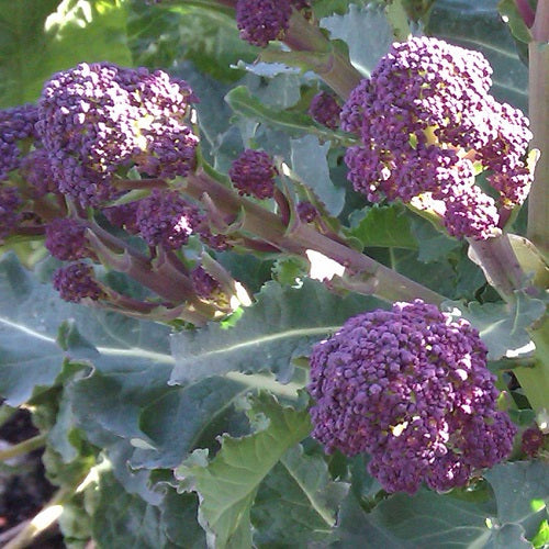 Santee F1 Organic Broccoli
