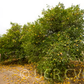 C-35 Citrange Trifoliate Hybrid Budwood citrus plant material online shopping