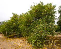 C-35 Citrange Trifoliate Hybrid Budwood citrus plant material online shopping