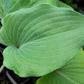 Paradise Red Delight Hosta Plants online shopping