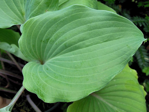 Paradise Red Delight Hosta Plants online shopping