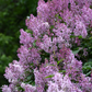 Royalty Lilac lilac plant online shopping