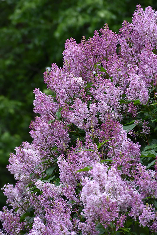 Royalty Lilac lilac plant online shopping