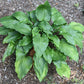 Cadiz Springs Hosta Plants online shopping