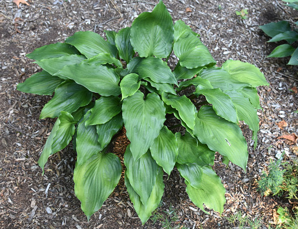 Cadiz Springs Hosta Plants online shopping