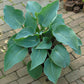 Kempen Magenta Blue Hosta Plants online shopping