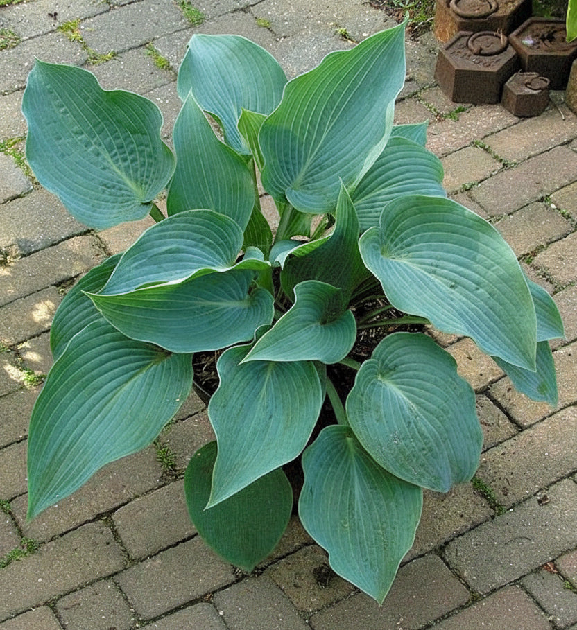 Kempen Magenta Blue Hosta Plants online shopping