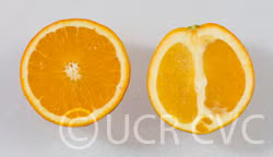 Bahianinha Araras Navel Orange Budwood citrus plant material online shopping