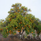 Bower Mandarin Budwood citrus plant material online shopping
