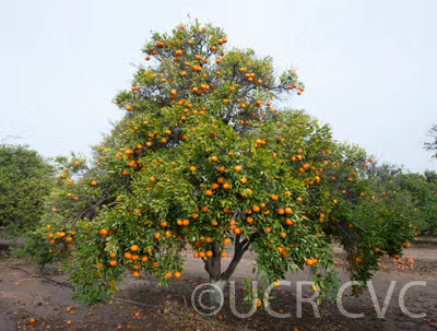 Bower Mandarin Budwood citrus plant material online shopping