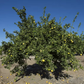 Mary Ellen Sweet Lime Budwood citrus plant material online shopping
