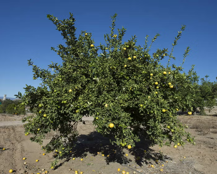 Mary Ellen Sweet Lime Budwood citrus plant material online shopping