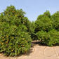 Cutter Nucellar Valencia Orange Budwood citrus plant material online shopping