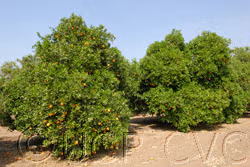 Cutter Nucellar Valencia Orange Budwood citrus plant material online shopping