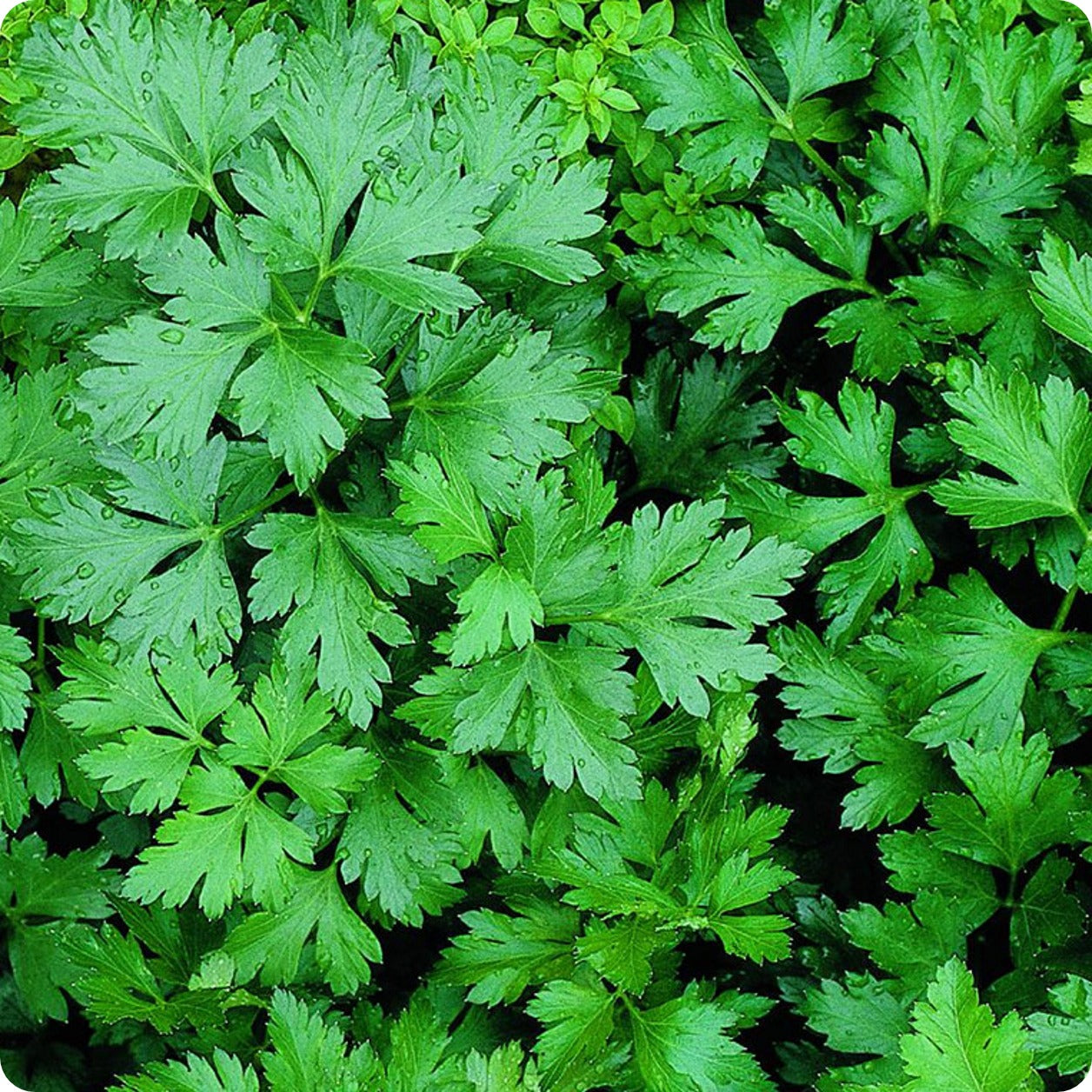 Parsley - Persil