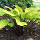 Hotshot Hosta Plants online shopping