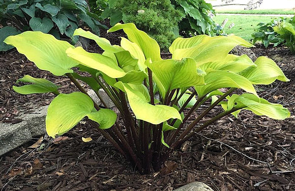 Hotshot Hosta Plants online shopping