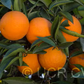 Bidwell's Bar Sweet Orange Budwood citrus plant material online shopping