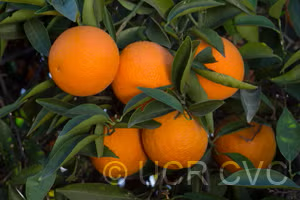 Bidwell's Bar Sweet Orange Budwood citrus plant material online shopping
