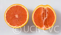 Variegated Cara Cara Pigmented Navel Orange Budwood citrus plant material online shopping