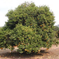 Wekiwa Tangelo Mandarin Budwood citrus plant material online shopping