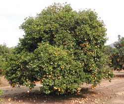Wekiwa Tangelo Mandarin Budwood citrus plant material online shopping