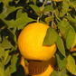 Goutoucheng Sour Orange Budwood citrus plant material online shopping