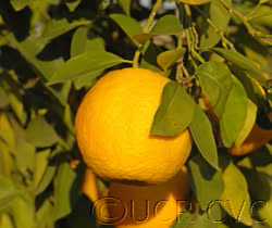 Goutoucheng Sour Orange Budwood citrus plant material online shopping