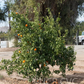 SRA 337 US Furr Mandarin Budwood citrus plant material online shopping