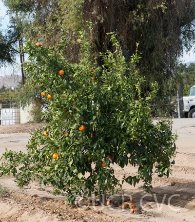 SRA 337 US Furr Mandarin Budwood citrus plant material online shopping