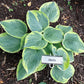 Merlin Hosta Plants online shopping
