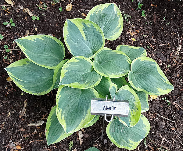 Merlin Hosta Plants online shopping
